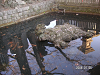 s_PICT0015_thumb.png